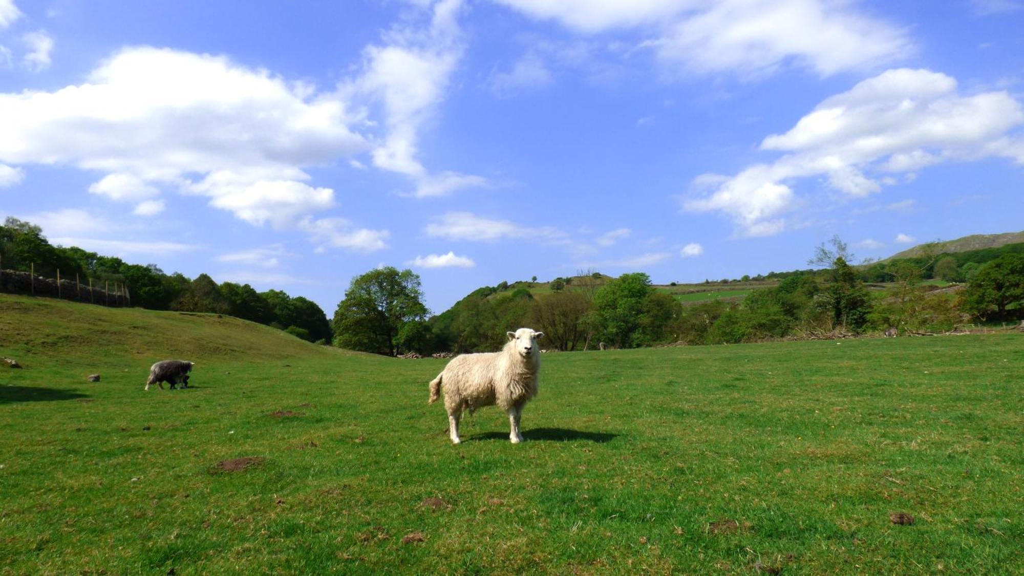 Renovated 5 Bedroom Farmhouse In Picturesque Eskdale, Lake District Esterno foto